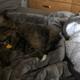 The weighted blanket facing its toughest critic, Jasper.